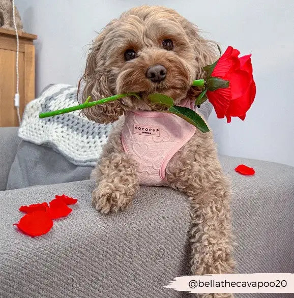 Cocopup London Hondenharnas Baby Pink Heart XS — Roze