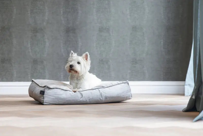 Designed by Lotte Hondenkussen Nalino — Grijs - BEDDEN/MANDEN/KUSSENS