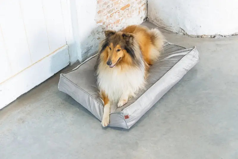 Designed by Lotte Hondenkussen Nalino — Grijs - BEDDEN/MANDEN/KUSSENS