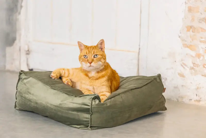 Designed by Lotte Kattenkussen Velveti — Groen - BEDDEN/MANDEN/KUSSENS