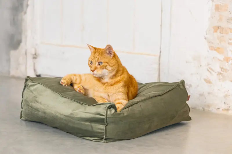 Designed by Lotte Kattenkussen Velveti — Groen - BEDDEN/MANDEN/KUSSENS
