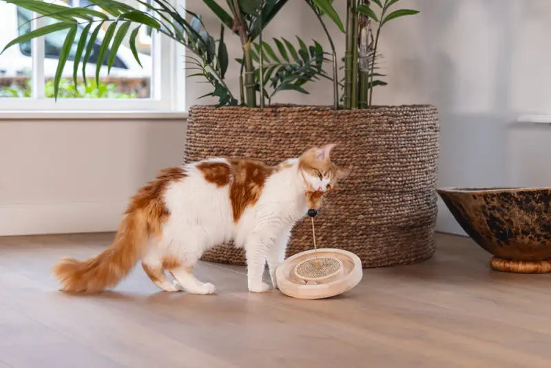 Designed by Lotte Kattenspeelgoed Winni