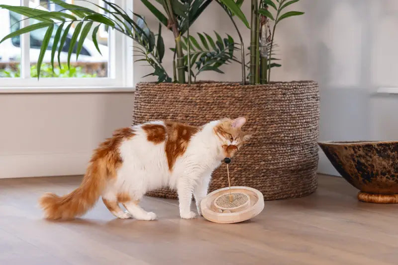 Designed by Lotte Kattenspeelgoed Winni