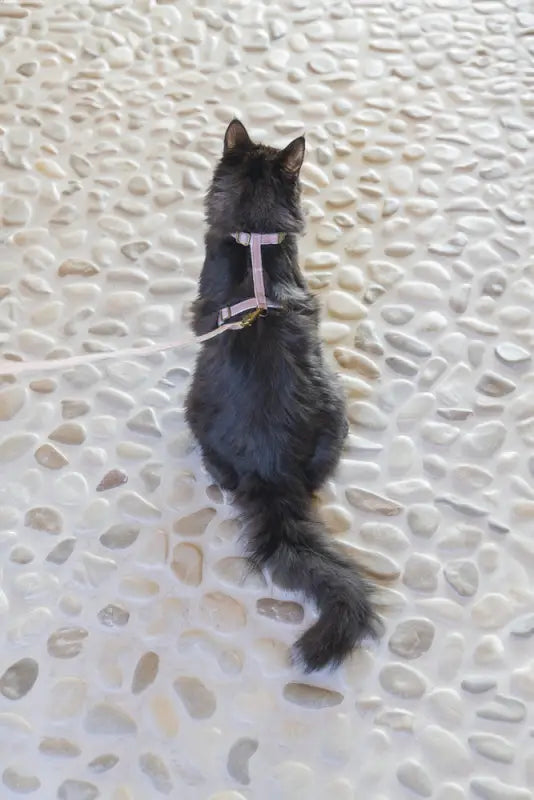 Designed by Lotte Kattentuigje Virante — Roze - Kattentuigje