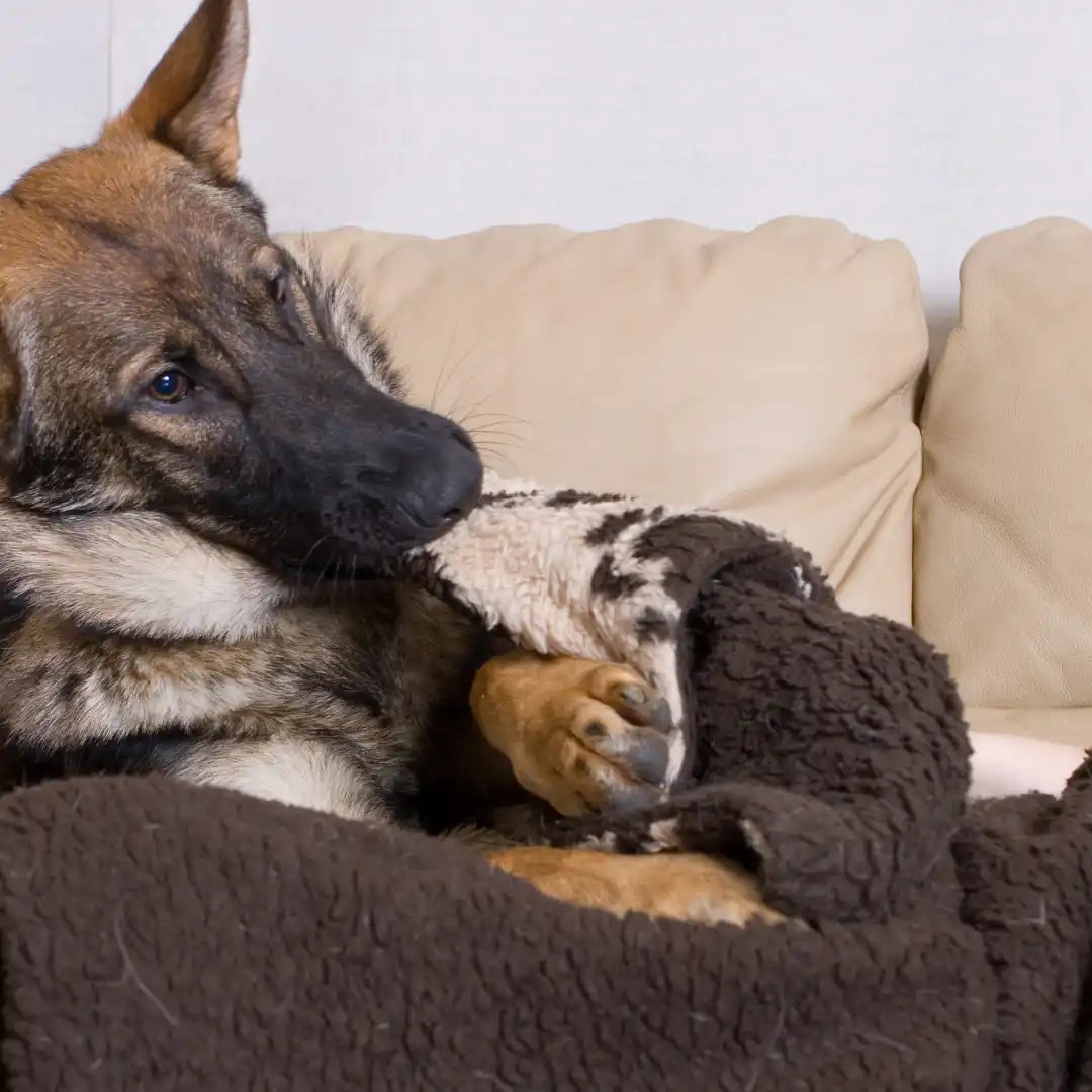 Duitse Herder hond die knuffelt met een deken.
