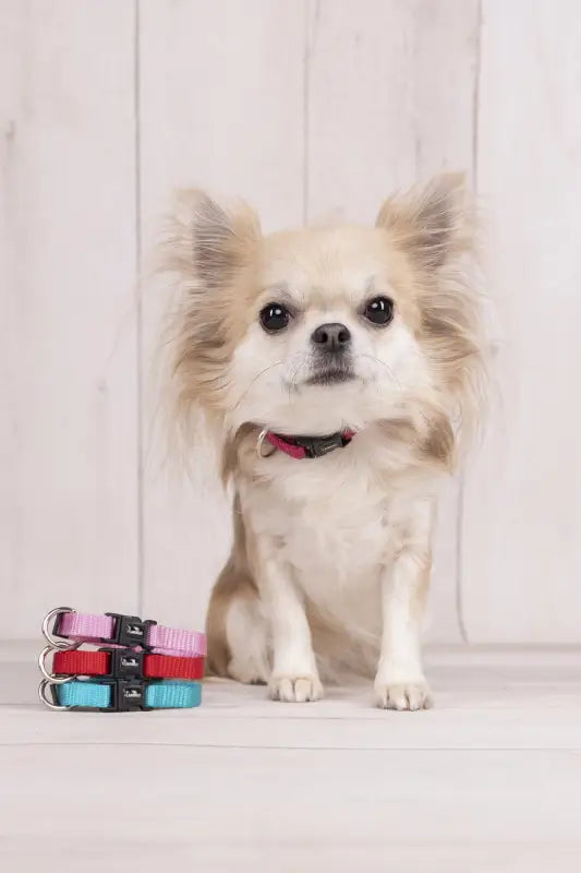 Flamingo Hondenhalsband Ziggi 20-35 cm — Kersenrood