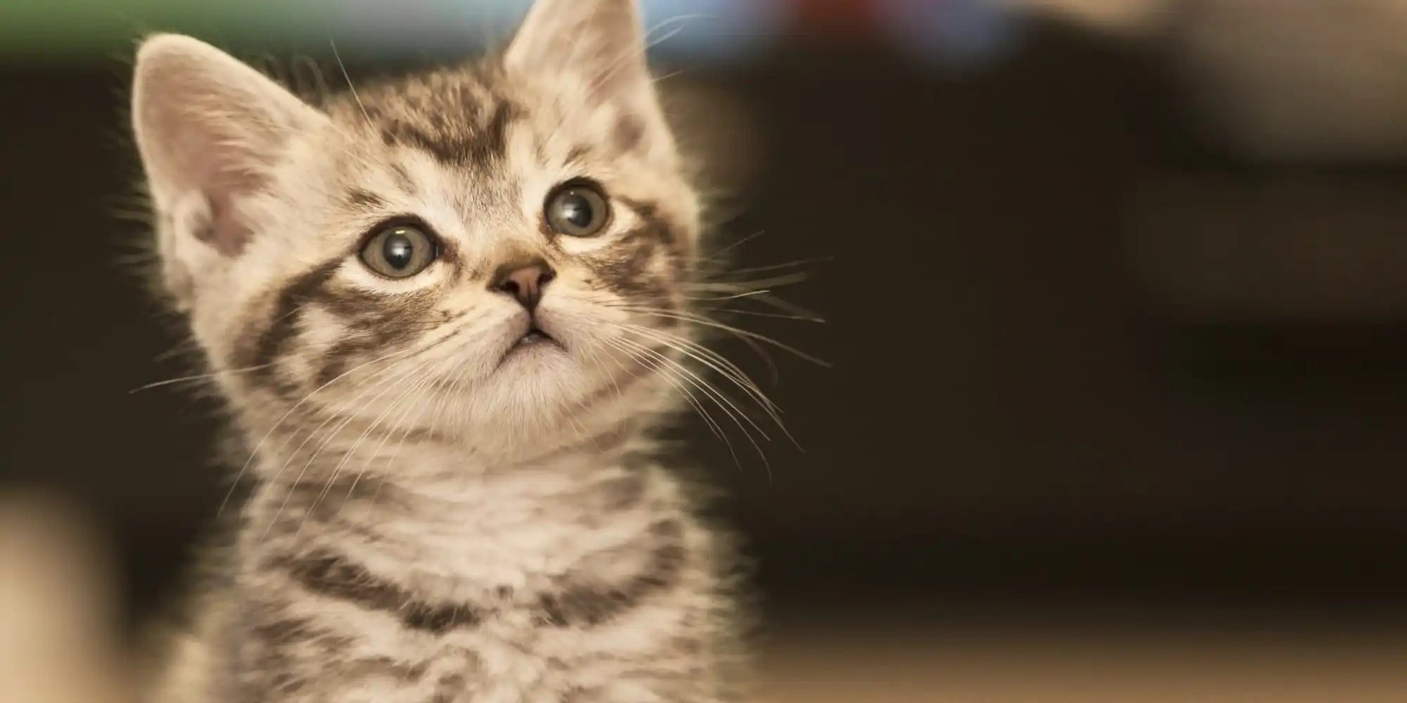 Gestreepte tabby kitten.