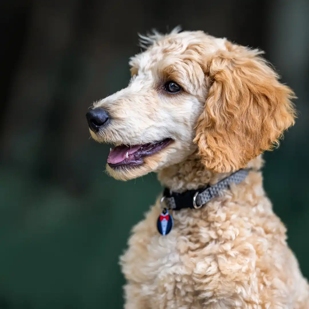 Gouden poedelpuppy met halsband.