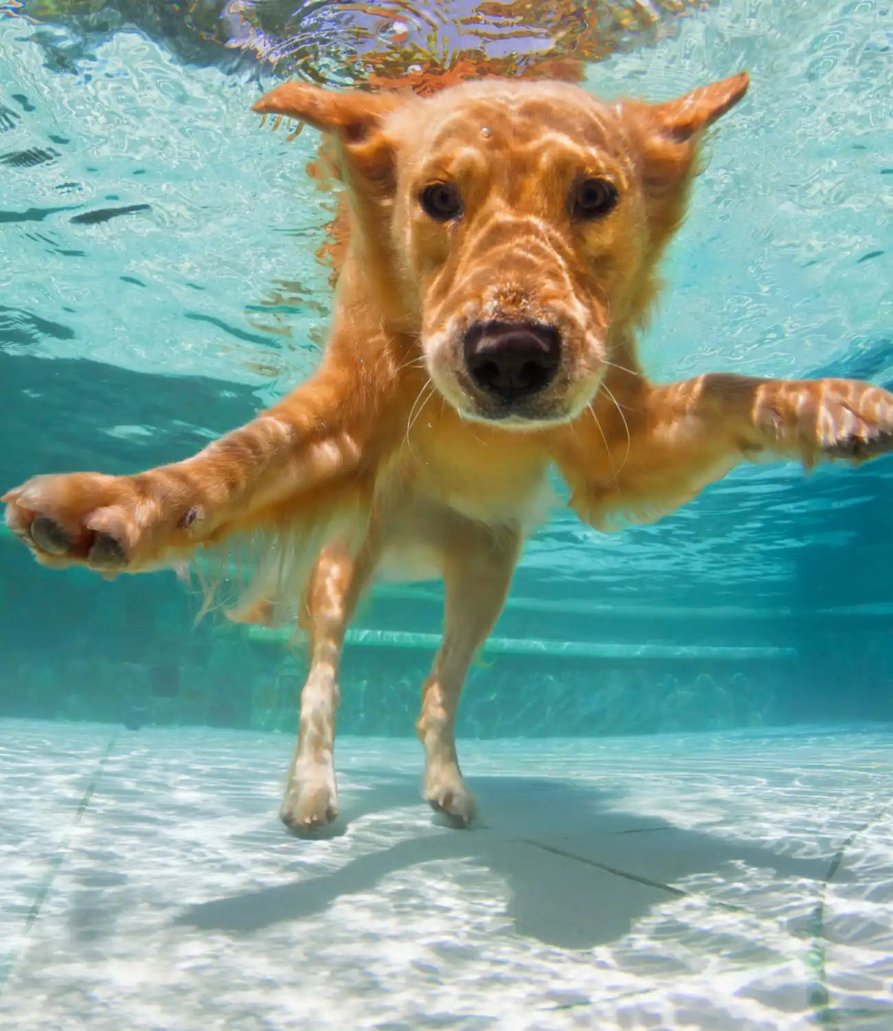 Golden retriever zwemt onder water.