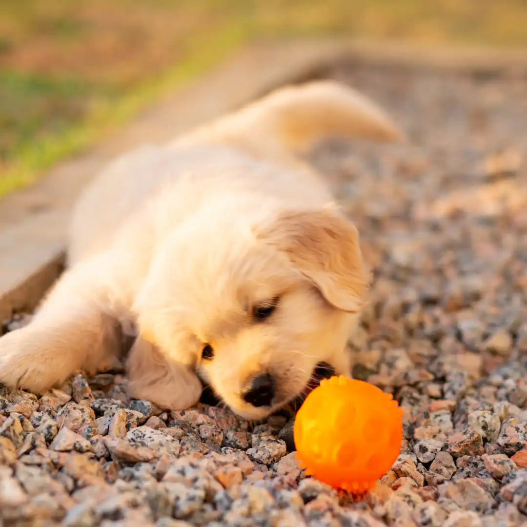 Gouden retriever puppy met oranje bal.