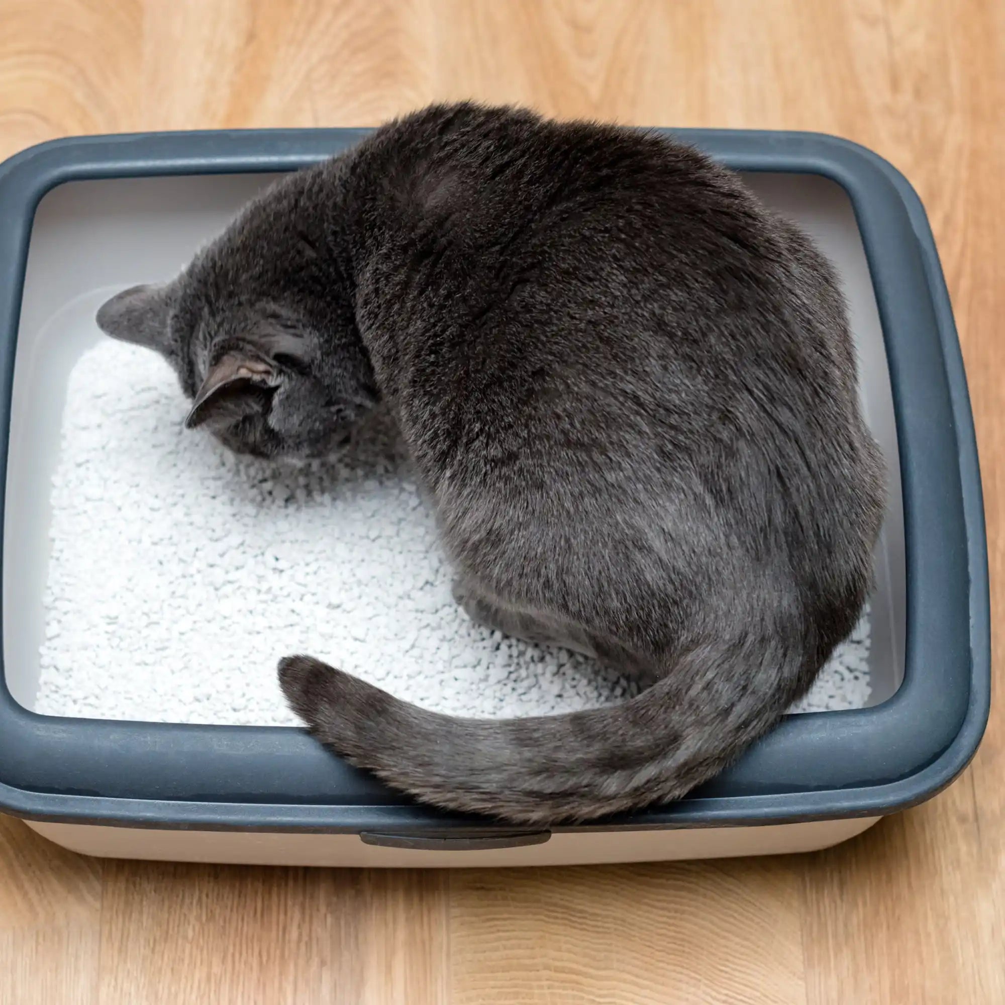 Grijze kat in kattenbak.