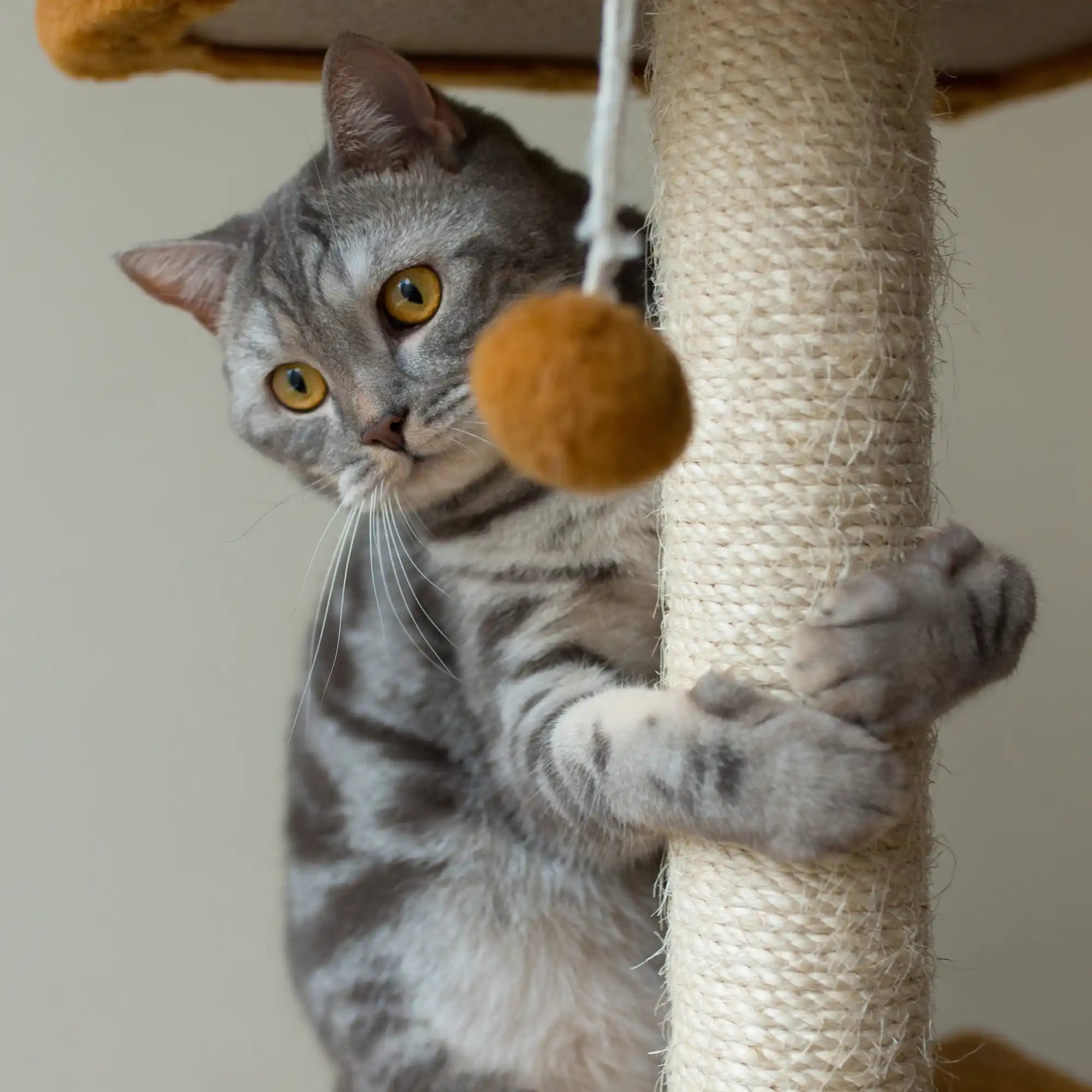 Grijze tabby kat met gele ogen.