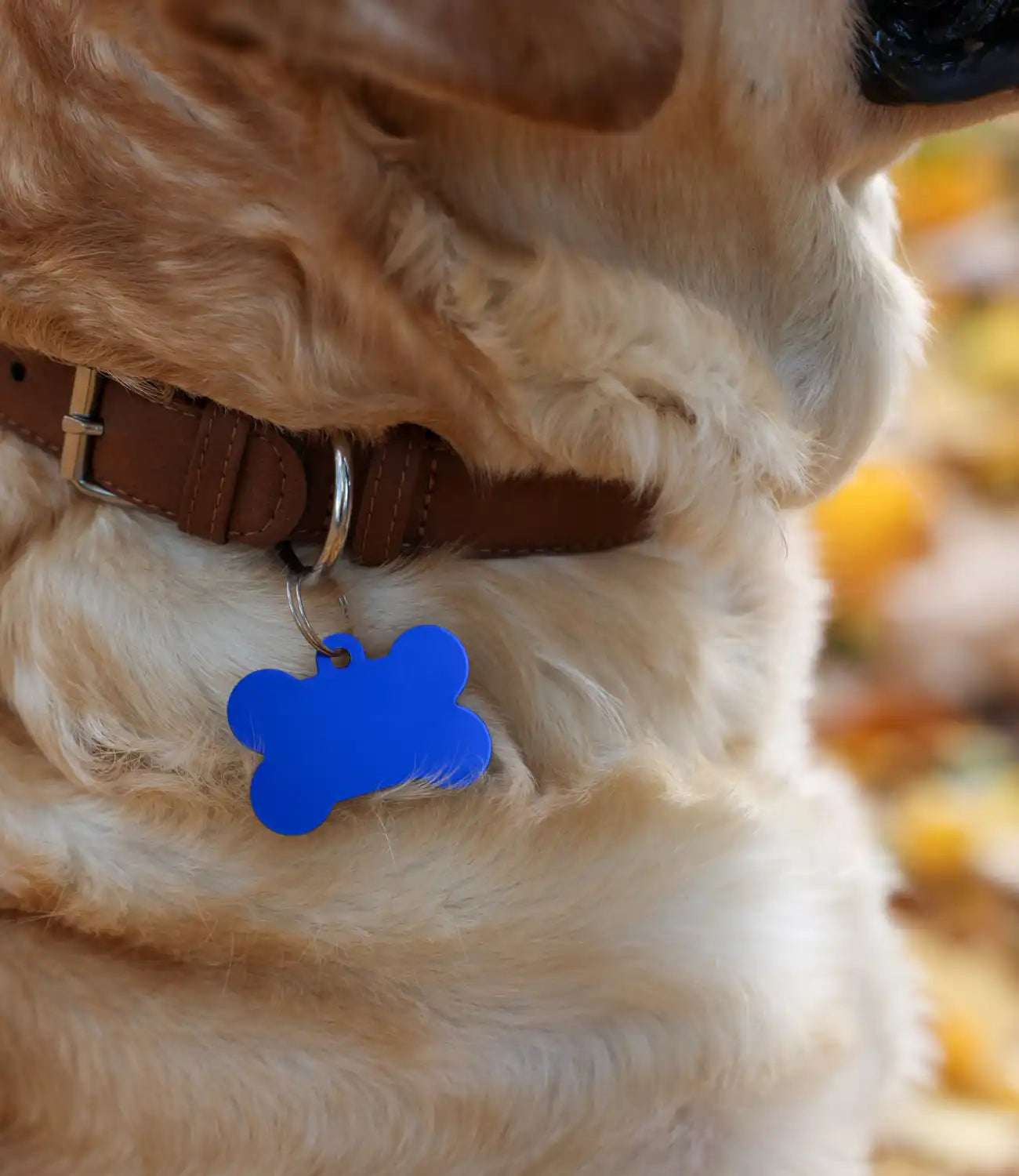 Honden bruin halsband met blauwe botvormige tag.
