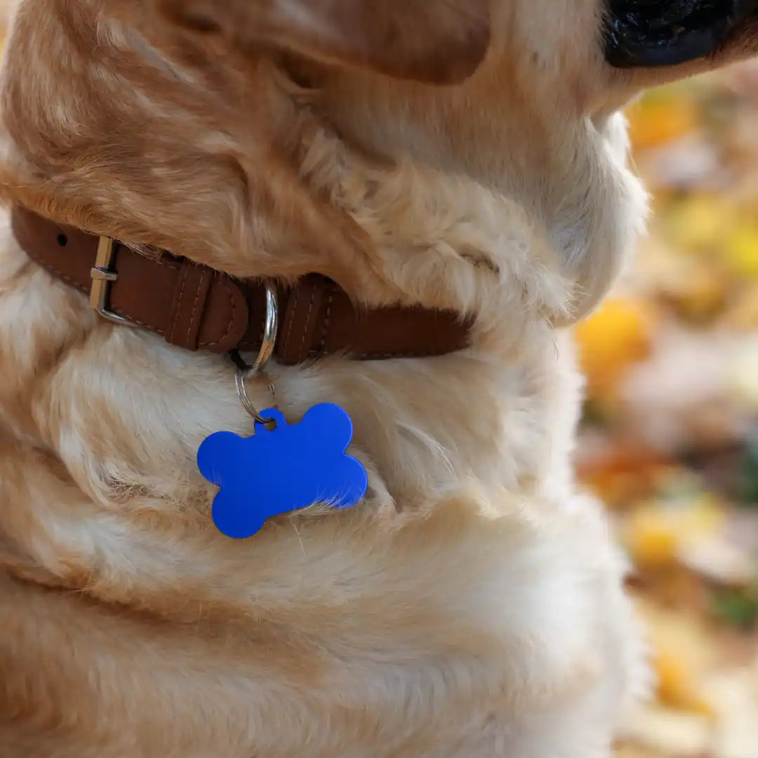 De bruine halsband van de hond met blauwe botvormige label.