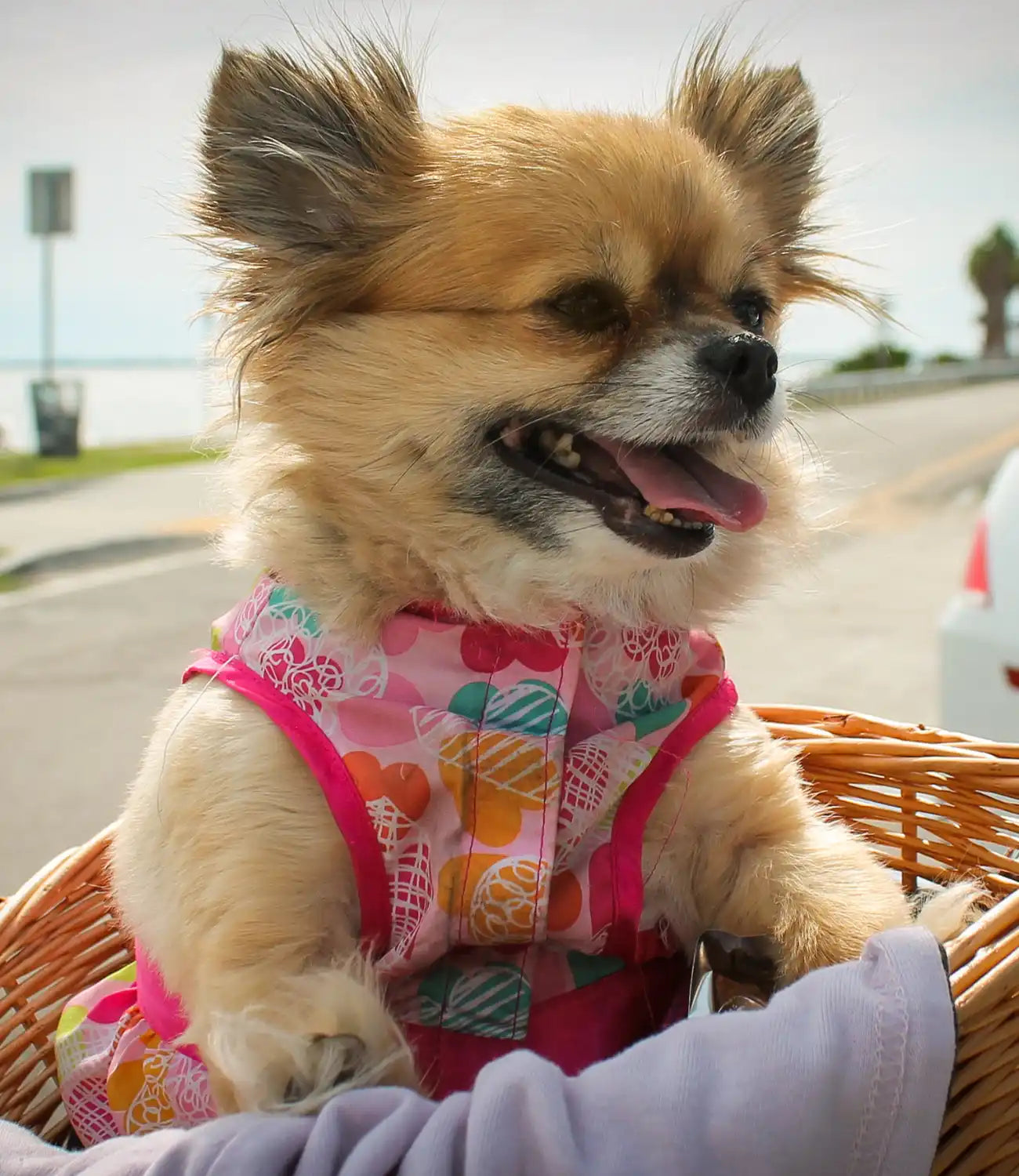 Kleine hond in een roze jurkje.