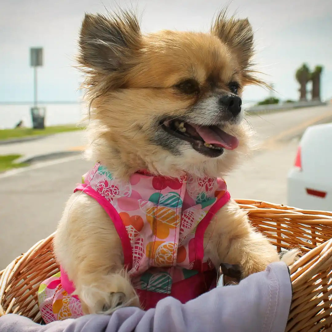 Hond in een roze jurk.