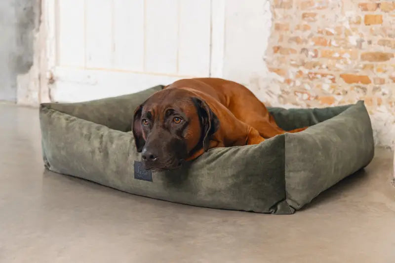 Hondenmand Yndis — Groen - BEDDEN/MANDEN/KUSSENS