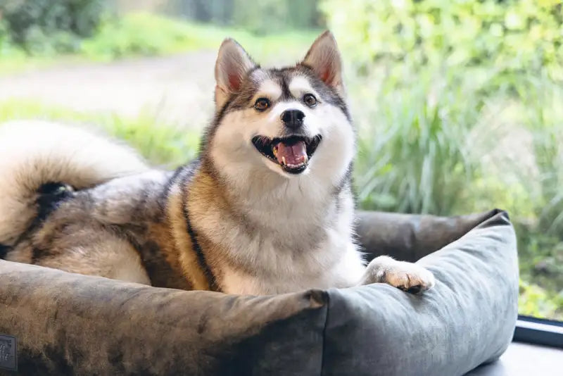 Hondenmand Yndis — Groen - BEDDEN/MANDEN/KUSSENS