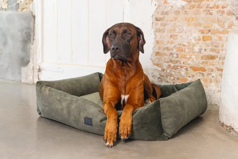 Hondenmand Yndis — Groen - BEDDEN/MANDEN/KUSSENS