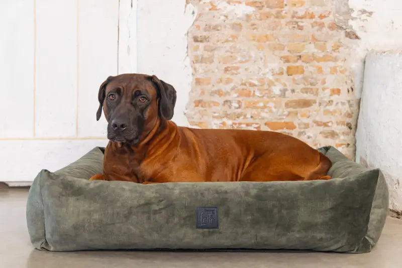 Hondenmand Yndis — Groen - BEDDEN/MANDEN/KUSSENS