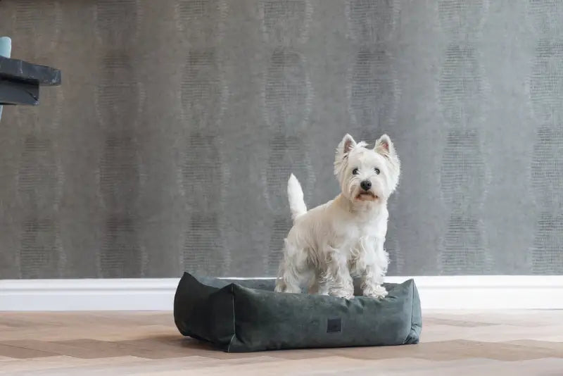 Hondenmand Yndis — Groen - BEDDEN/MANDEN/KUSSENS