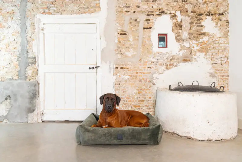 Hondenmand Yndis — Groen - BEDDEN/MANDEN/KUSSENS