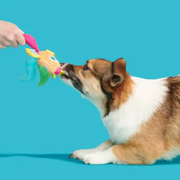 Hondenspeelgoed Pluche Bark Ahi Tina Regenboog Vis - SPEELGOED