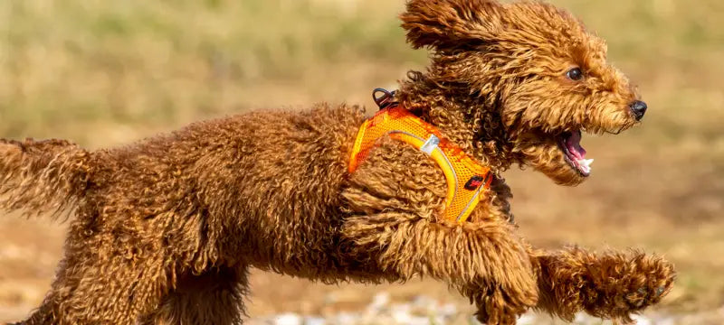 Hondentuigje Air-Mesh Vest — Limoen - HALSBANDEN/LIJNEN NYLON