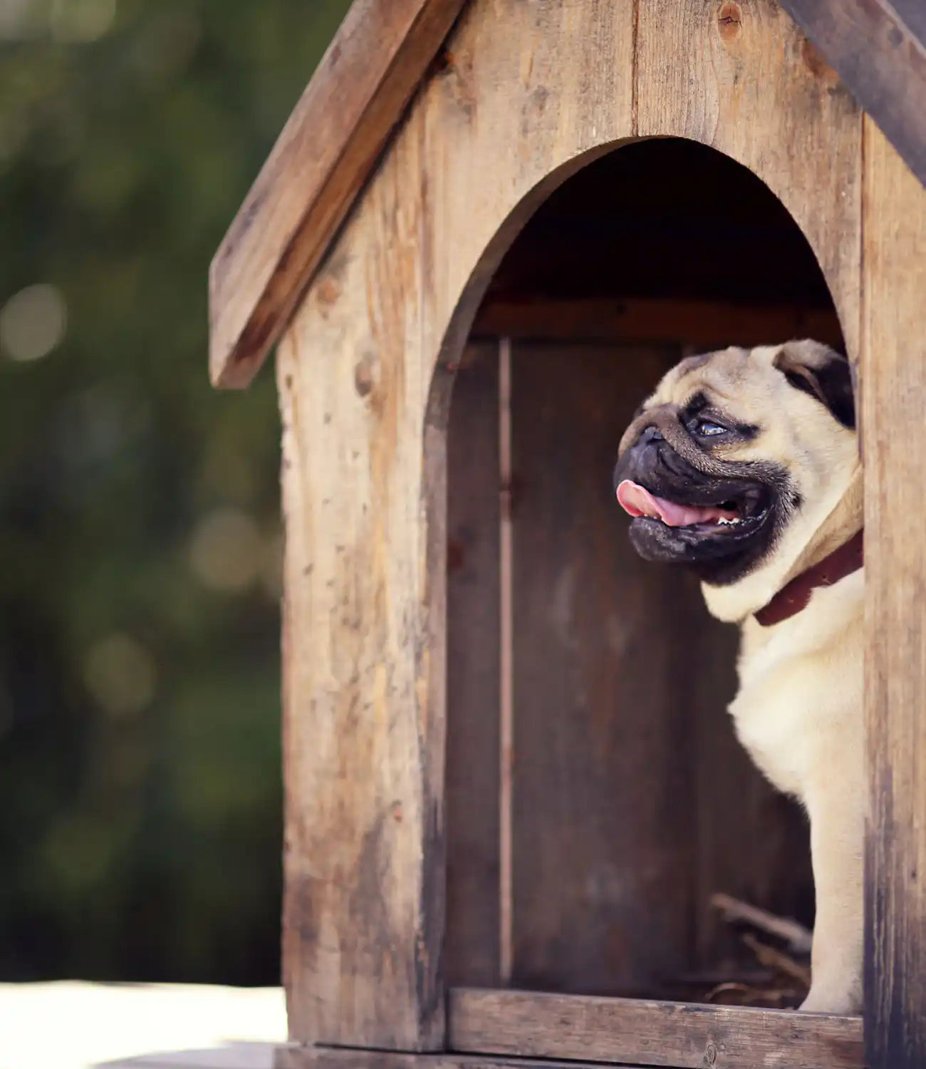 Pug in houten hondenhuis.
