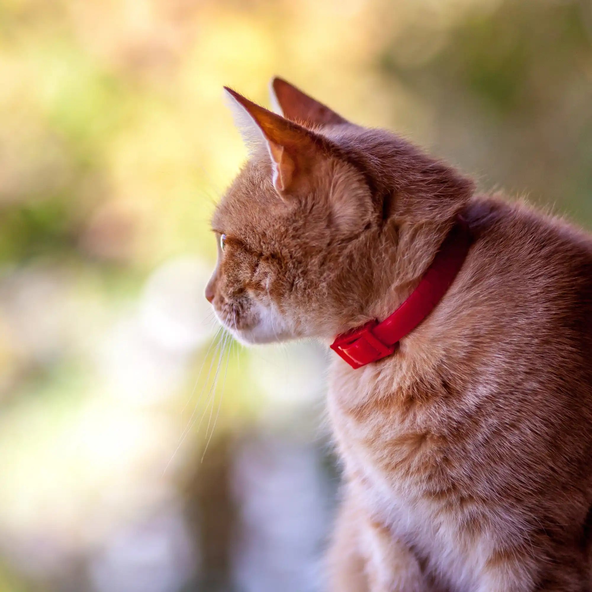 Oranje kat met rode halsband.