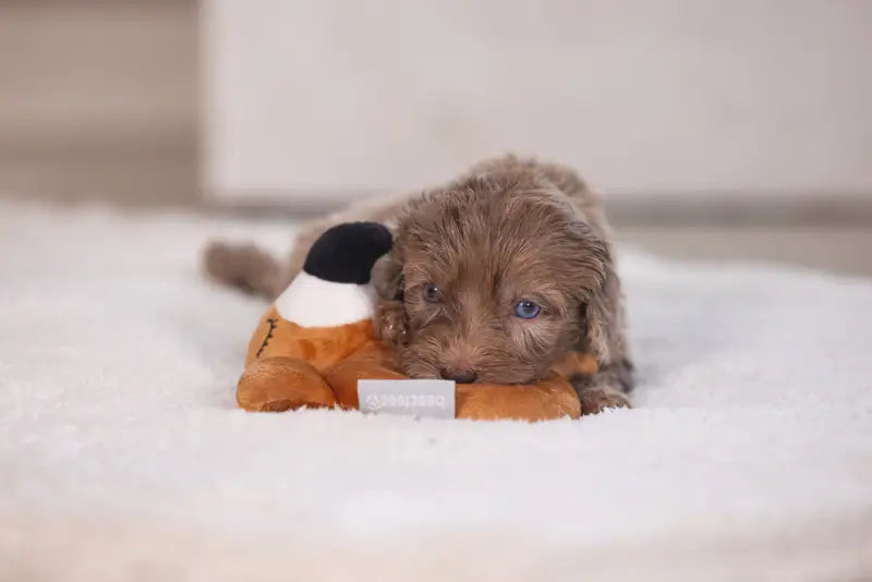 Pluche Puppy Rammelaar Flamy - SPEELGOED