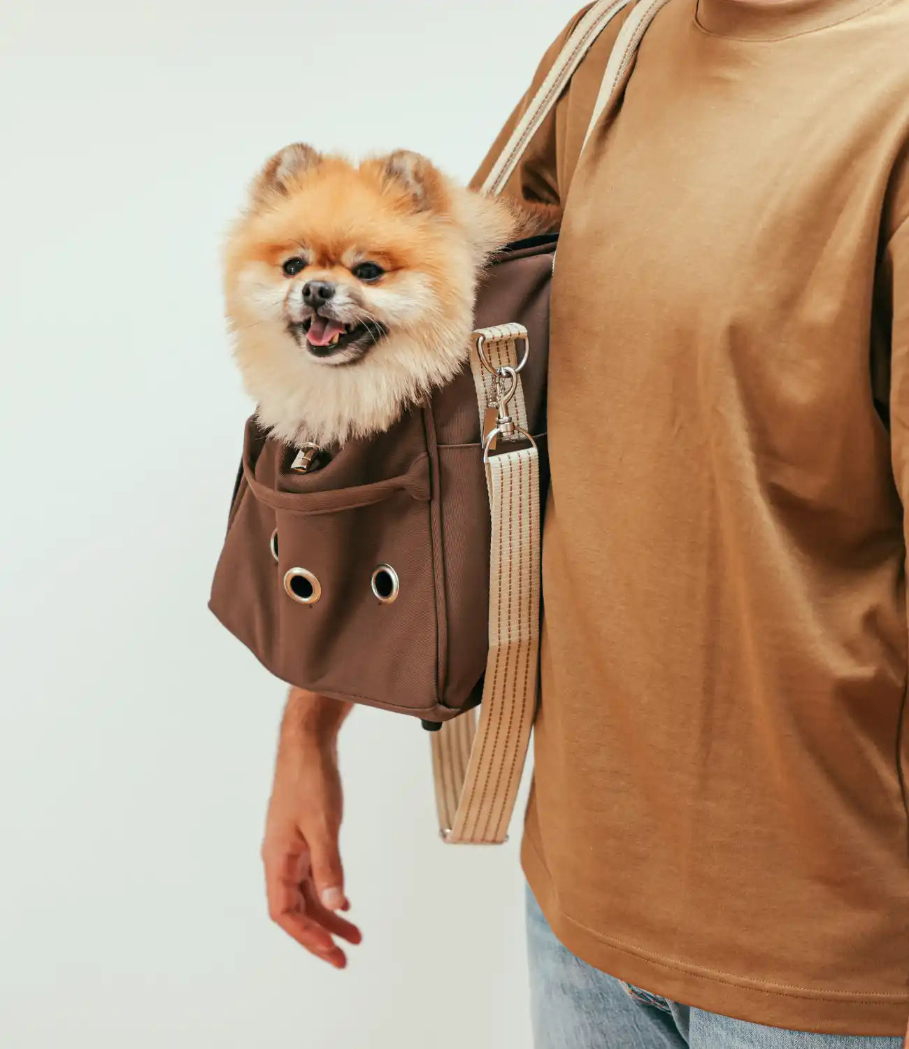 Pomeriaanse hond in bruine tas.