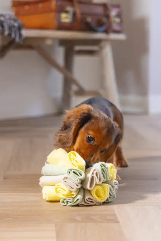 Puppy Snuffelbol Izzy - SPEELGOED
