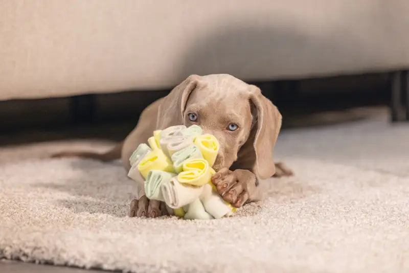 Puppy Snuffelbol Izzy - SPEELGOED
