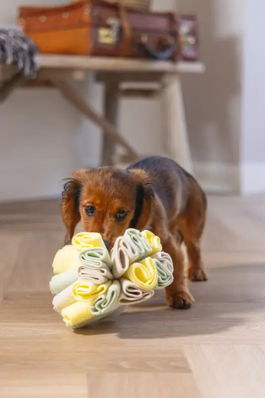 Puppy Snuffelbol Izzy - SPEELGOED