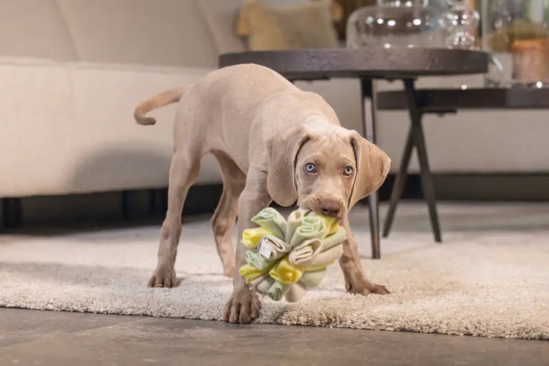 Puppy Snuffelbol Izzy - SPEELGOED