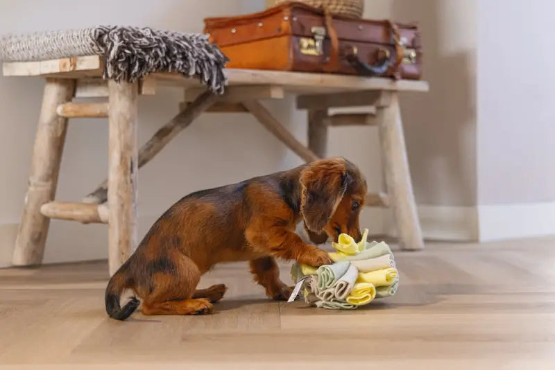 Puppy Snuffelbol Izzy - SPEELGOED