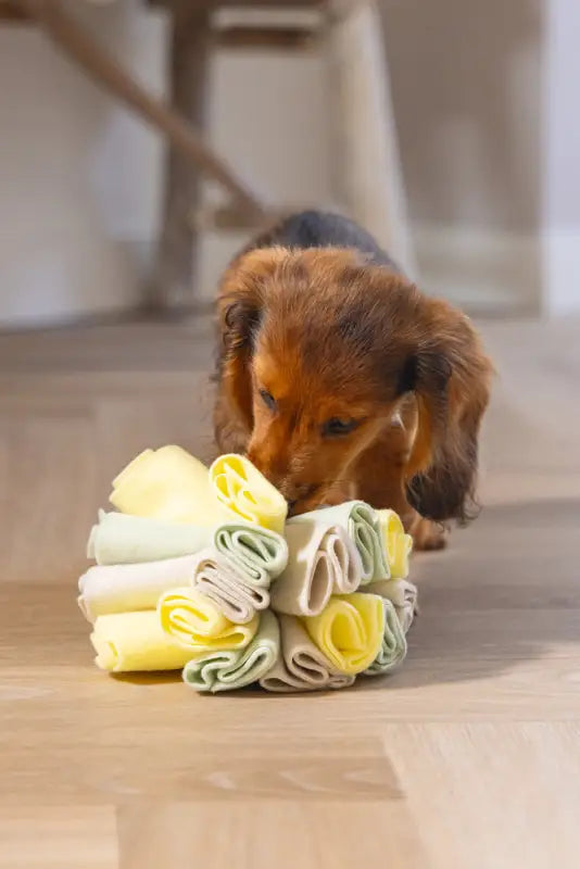 Puppy Snuffelbol Izzy - SPEELGOED