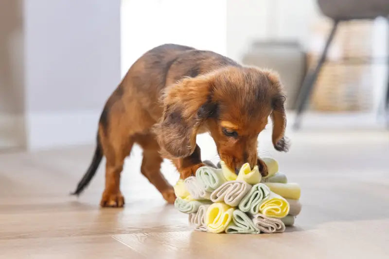 Puppy Snuffelbol Izzy - SPEELGOED
