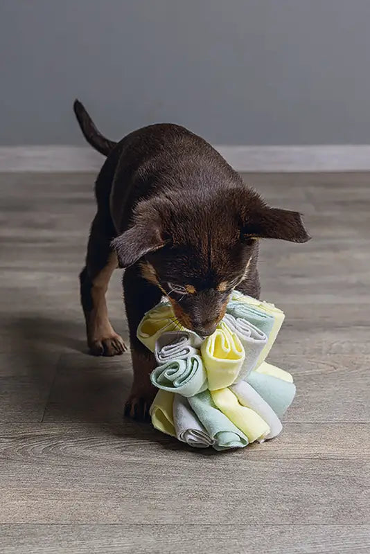 Puppy Snuffelbol Izzy - SPEELGOED