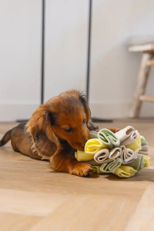 Puppy Snuffelbol Izzy - SPEELGOED