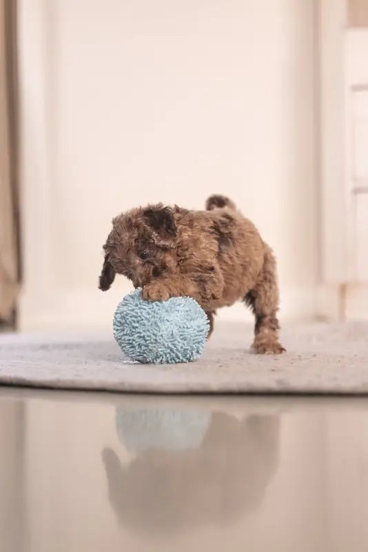 Puppy Speelgoed Bal Lily - SPEELGOED
