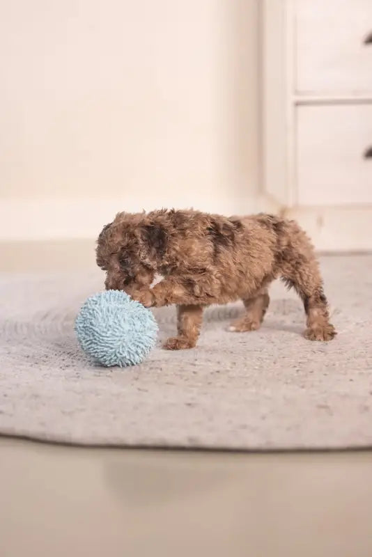 Puppy Speelgoed Bal Lily - SPEELGOED