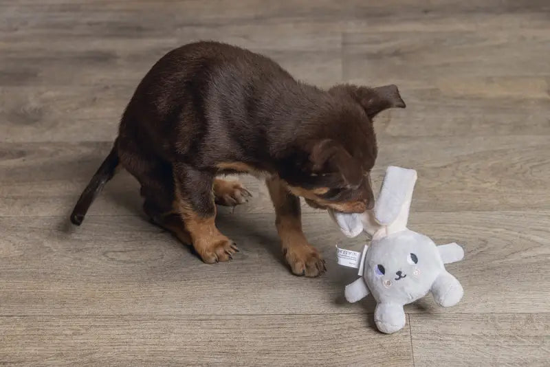 Puppy Speelgoed Canina - SPEELGOED