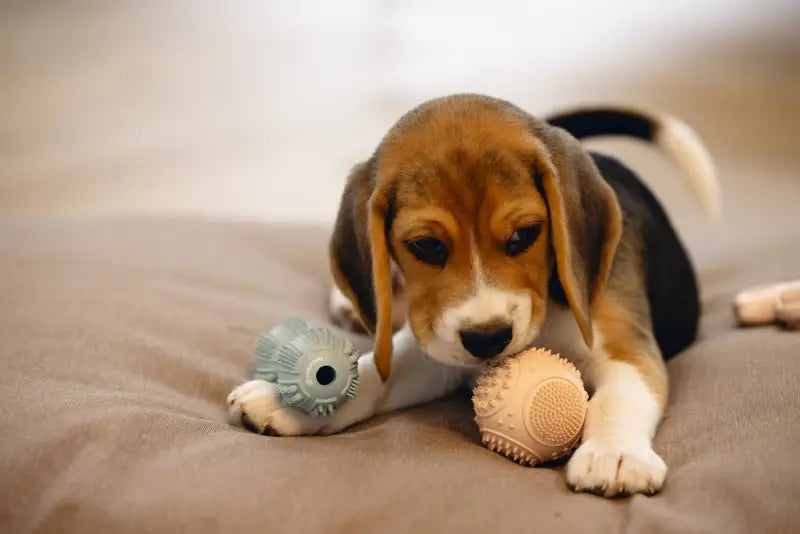 Rubber Puppy Dental Halter — Groen - SPEELGOED