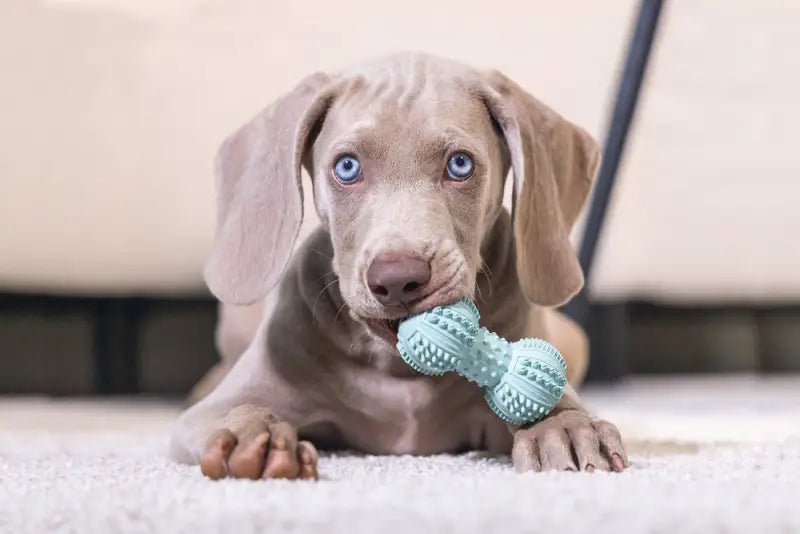 Rubber Puppy Dental Halter — Groen - SPEELGOED