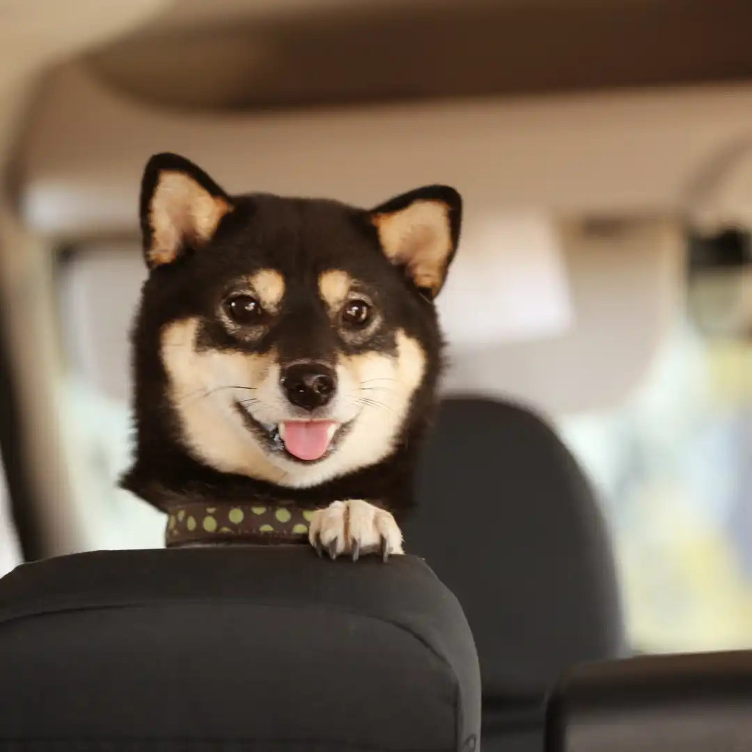 Glimlachende Shiba Inu in de auto.