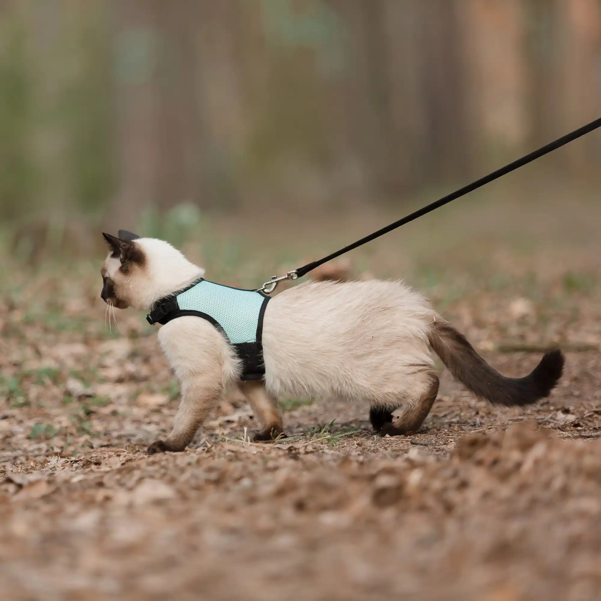 Siamese kat met een harnas.