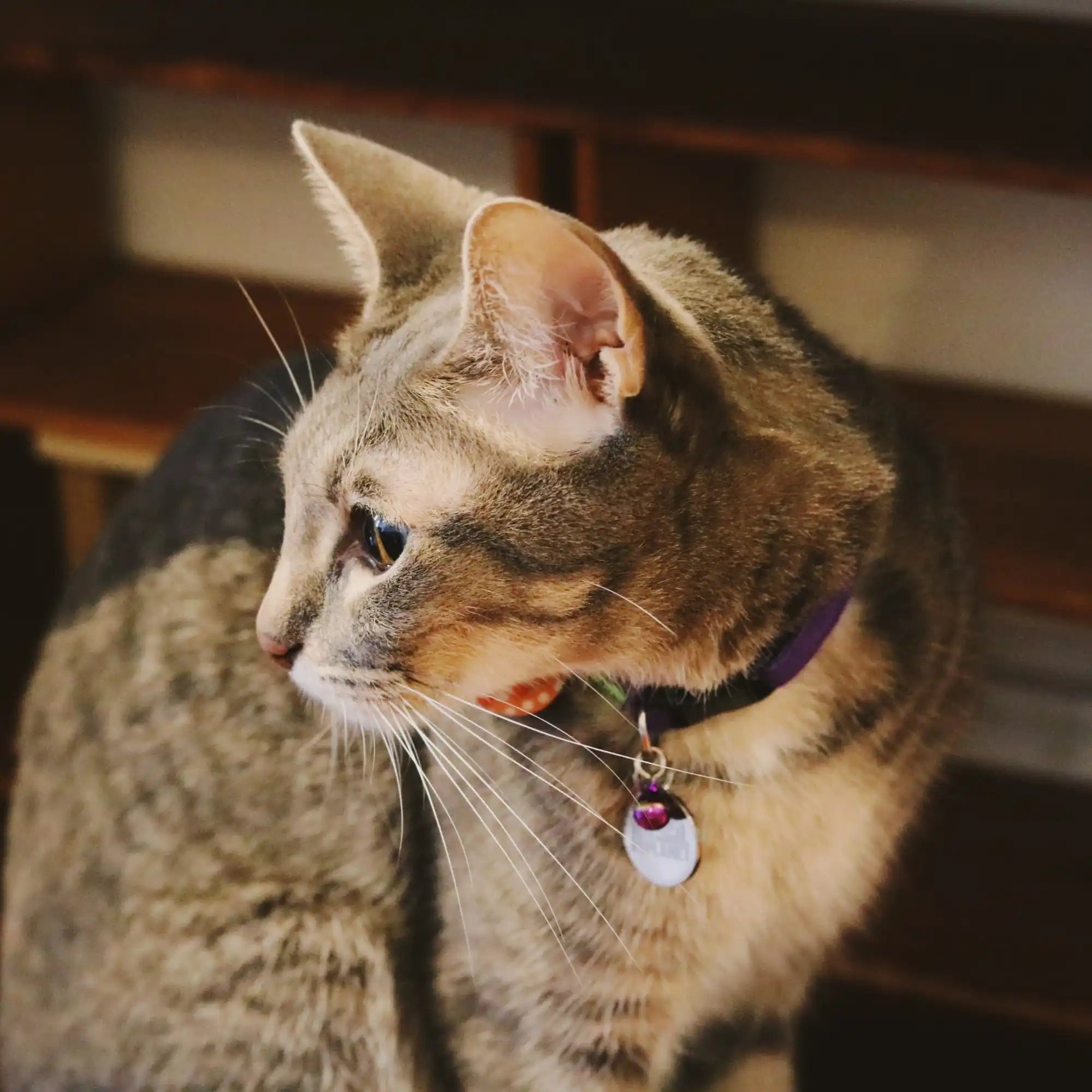 Zwerfkat met een halsband.