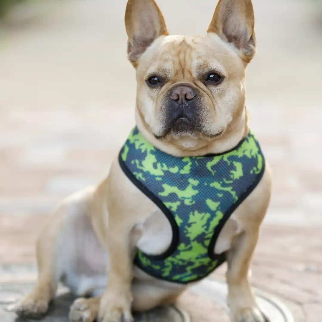Tan Franse bulldog in een groen en blauw camouflagen harnas.